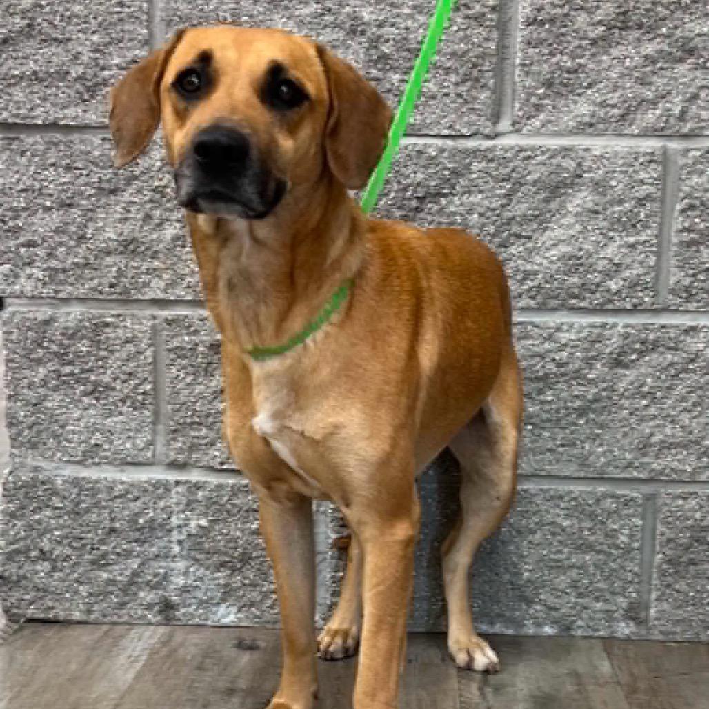 Enlarge Moon, a Adoptable Black Mouth Cur in Mount Pleasant, TX image 2/6