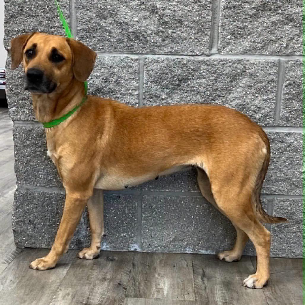 Enlarge Moon, a Adoptable Black Mouth Cur in Mount Pleasant, TX image 3/6