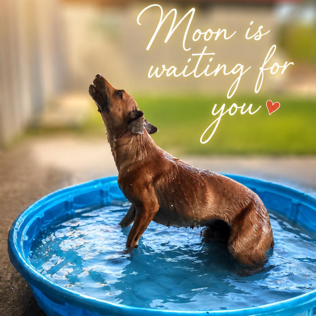 Enlarge Moon, a Adoptable Black Mouth Cur in Mount Pleasant, TX image 5/6