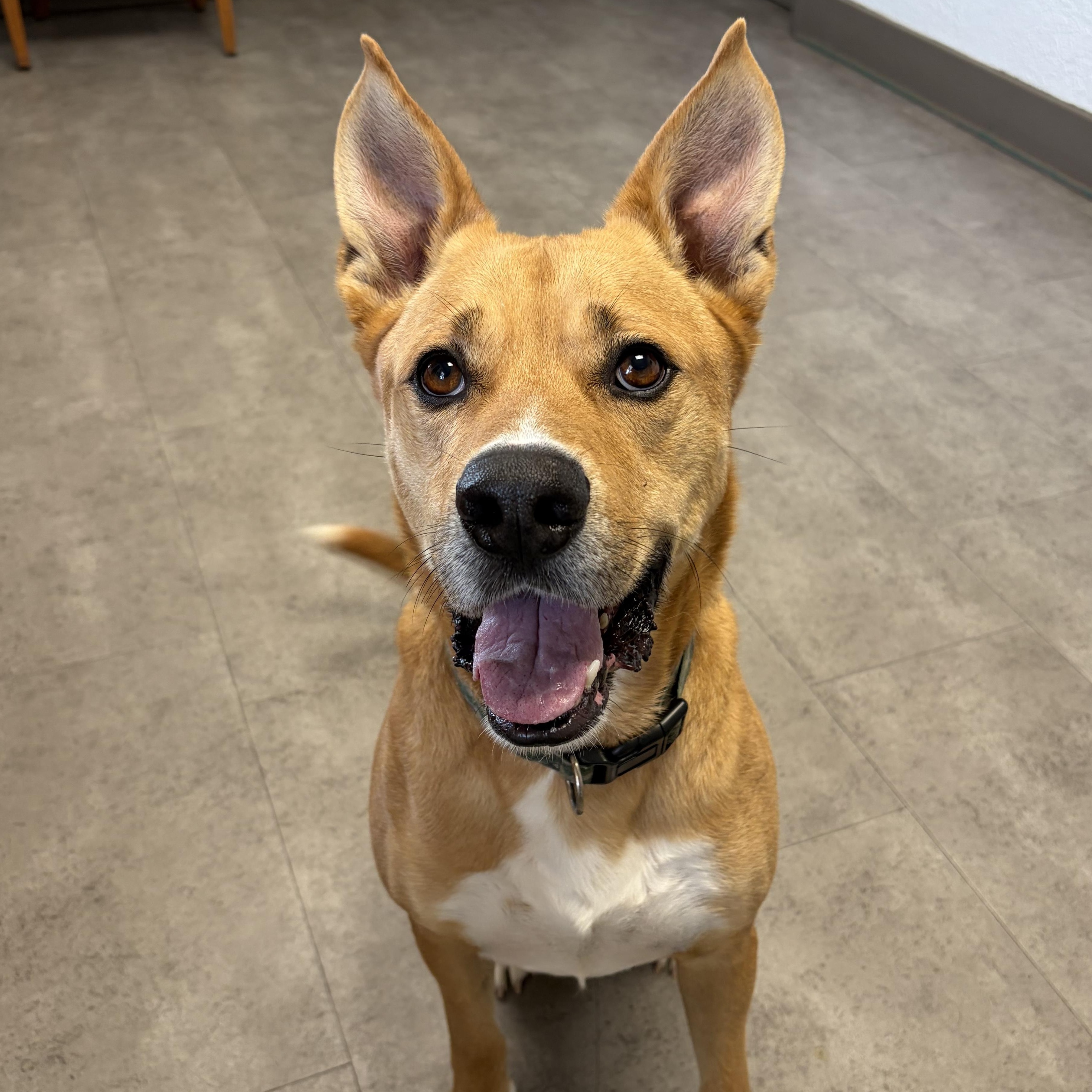 Rudo, adopted, Adult Male Mixed Breed.