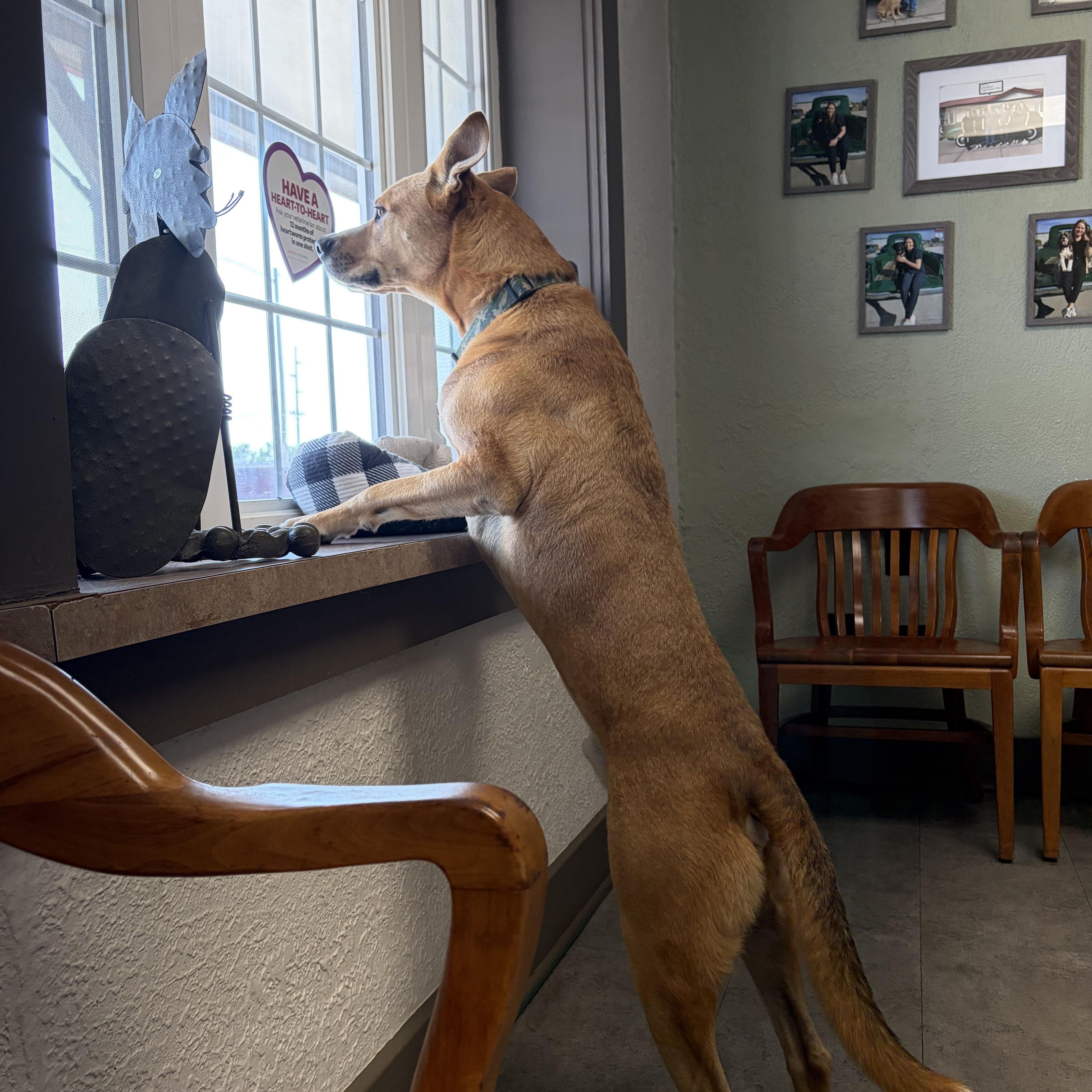 Enlarge Rudo, an adopted mixed breed in McPherson, KS image 4/5