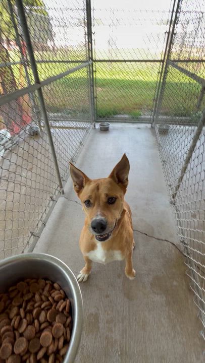 Enlarge Rudo, an adopted mixed breed in McPherson, KS video 2/5