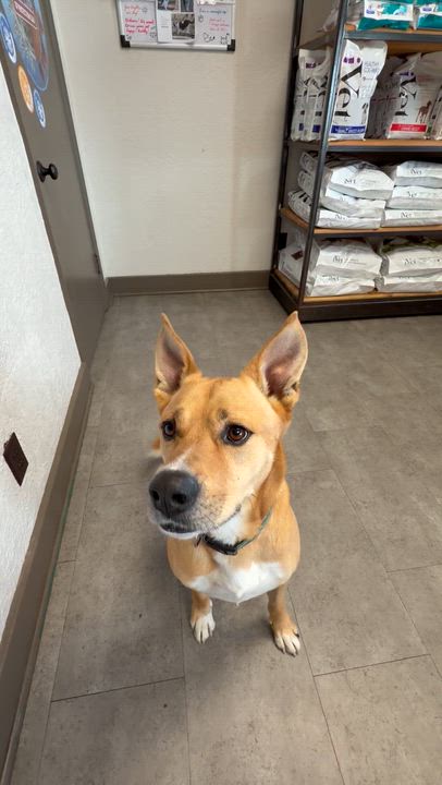 Enlarge Rudo, an adopted mixed breed in McPherson, KS video 3/5