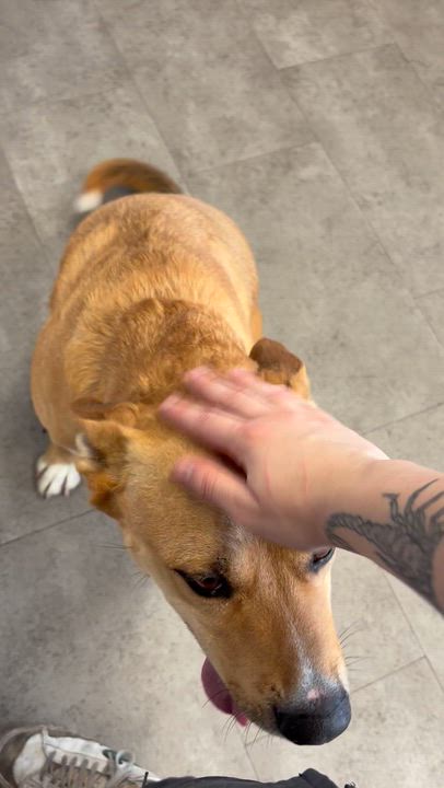 Enlarge Rudo, an adopted mixed breed in McPherson, KS video 5/5