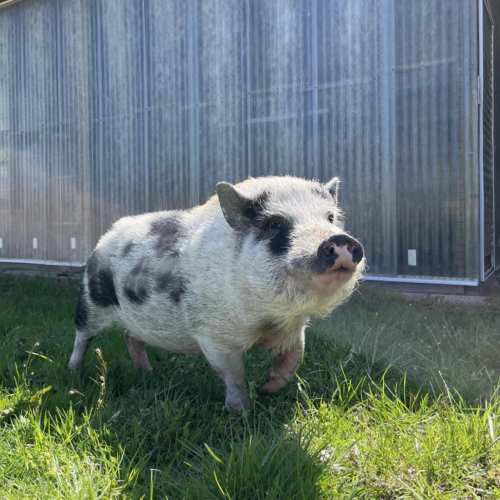 Tankini, Adoptable, Adult Female Vietnamese Pot Bellied.