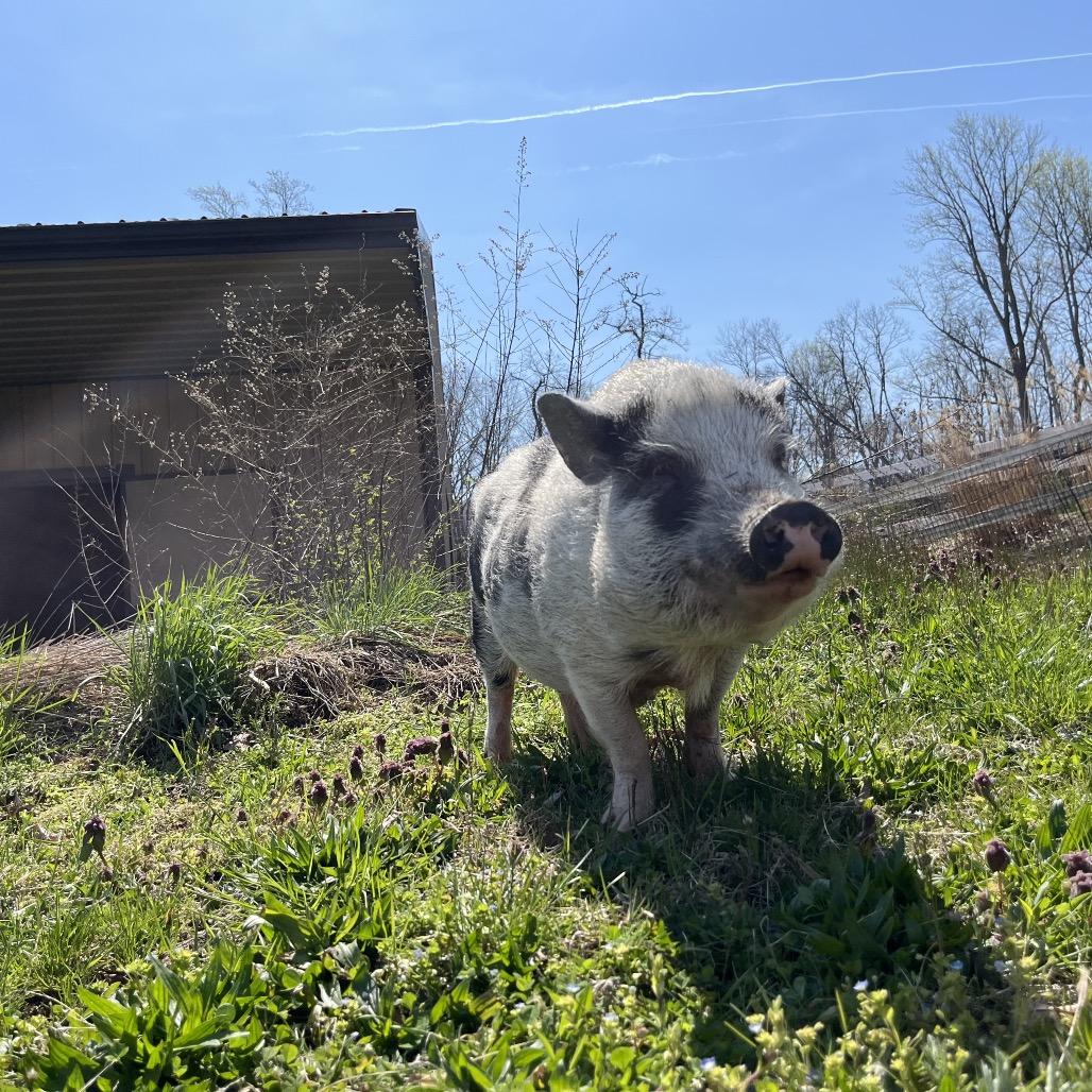 Enlarge Tankini, a Adoptable Vietnamese Pot Bellied in Birdsboro, PA image 2/5