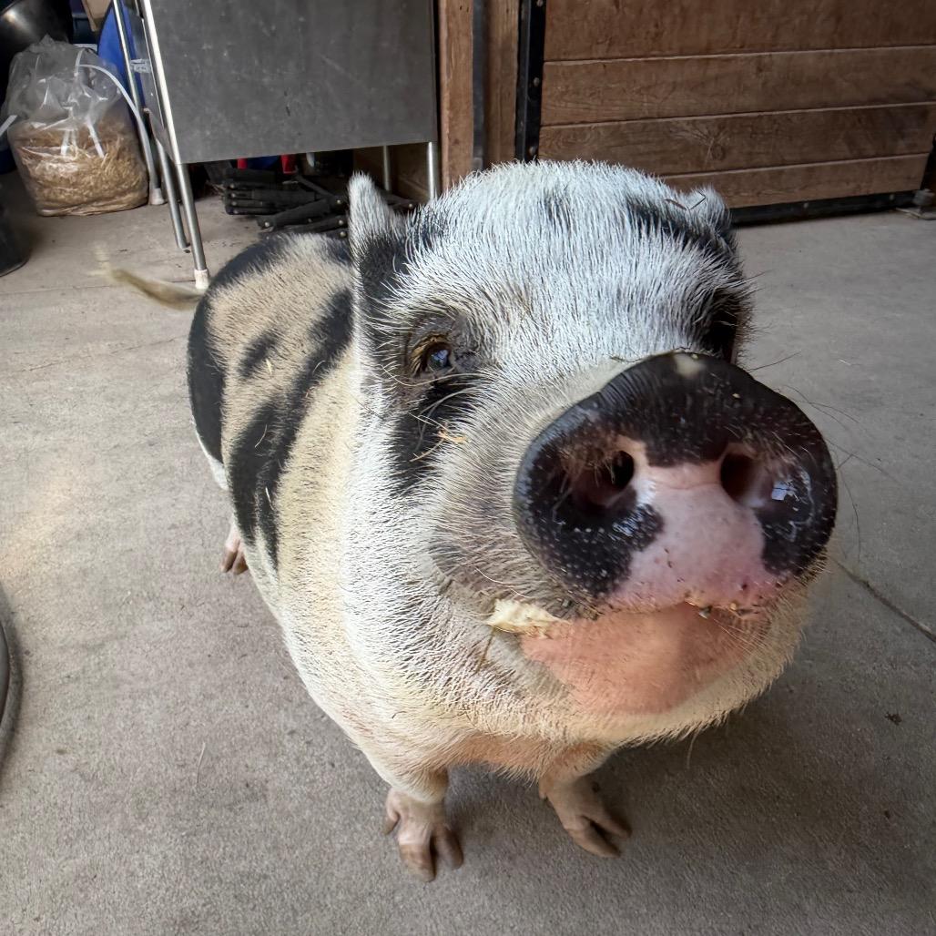 Enlarge Clover, a Adoptable Vietnamese Pot Bellied in Birdsboro, PA image 4/6