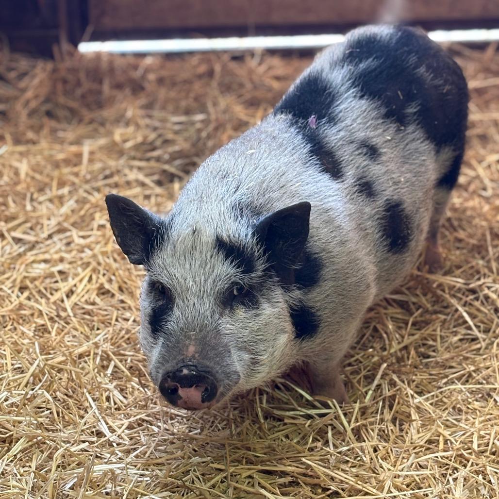 Enlarge Tankini, a Adoptable Vietnamese Pot Bellied in Birdsboro, PA image 4/5