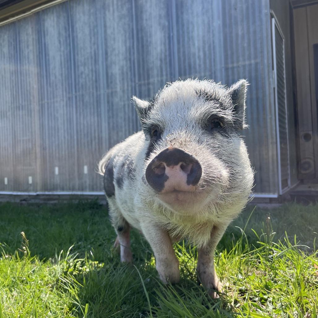 Enlarge Tankini, a Adoptable Vietnamese Pot Bellied in Birdsboro, PA image 5/5