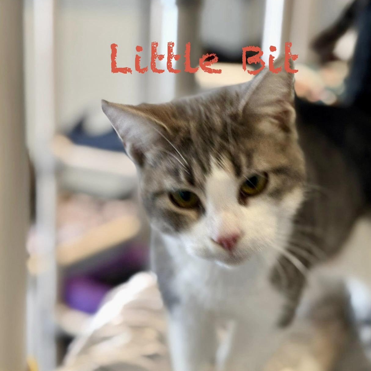 Enlarge Little Bit, an adoptable Domestic Short Hair in Palatine, IL image 1/2