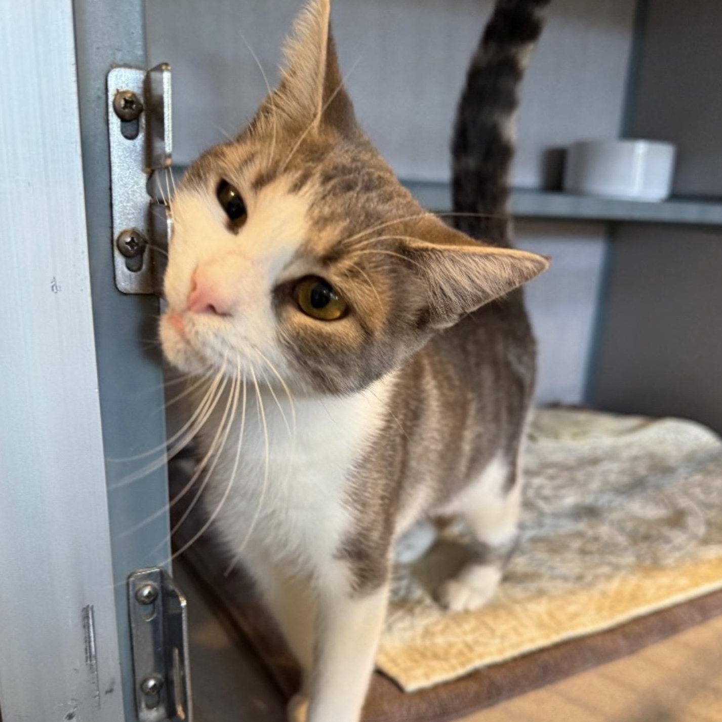 Enlarge Little Bit, an adoptable Domestic Short Hair in Palatine, IL image 2/2