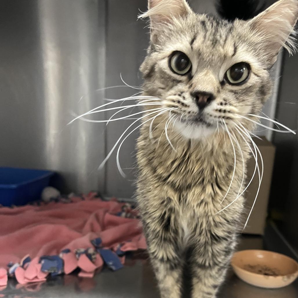 Pluto, Adoptable, Senior Male Domestic Long Hair.