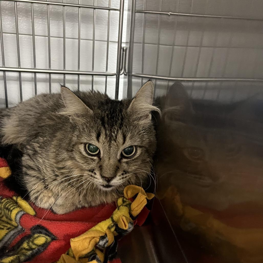 Enlarge Pluto, a Adoptable Domestic Long Hair in Idaho Falls, ID image 2/6