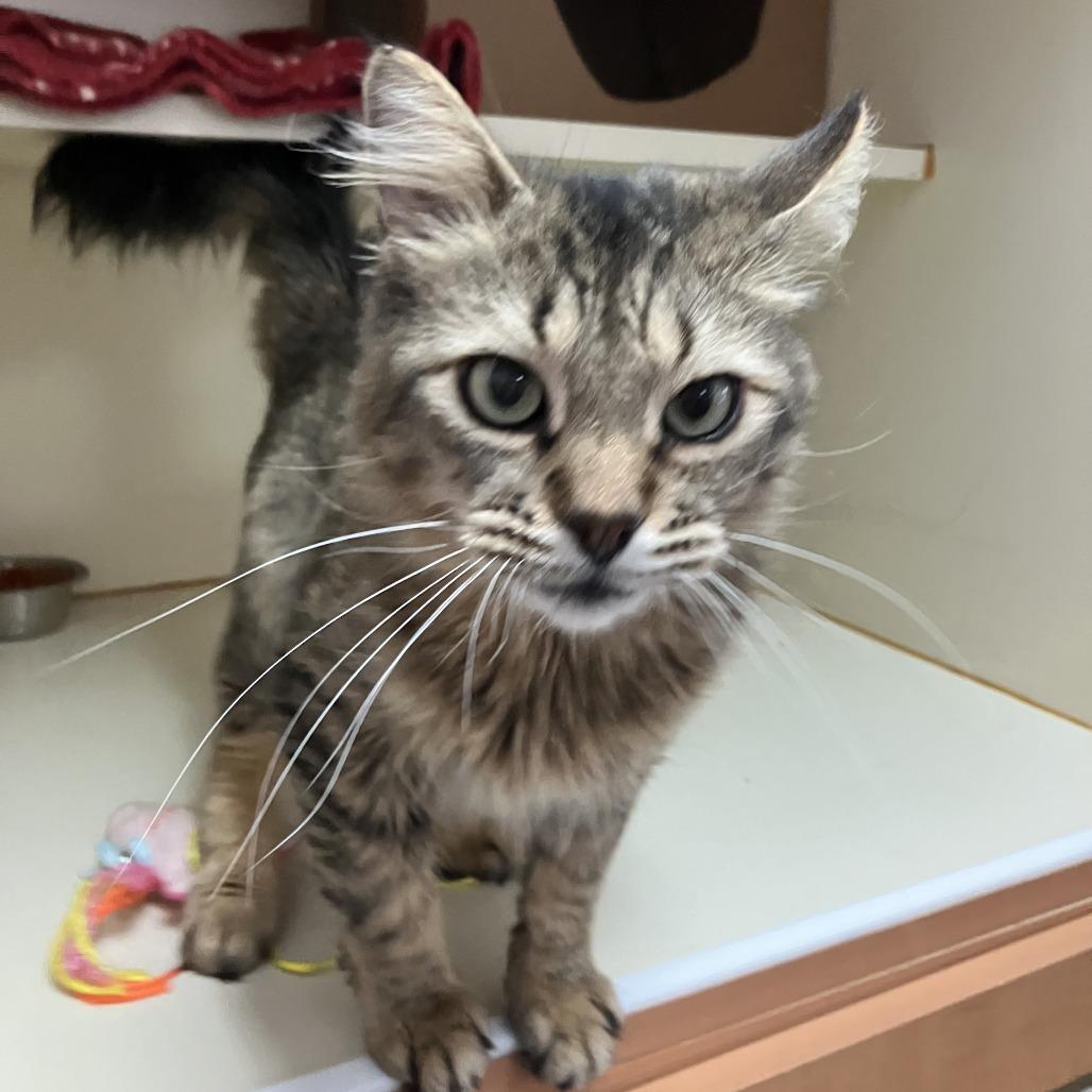 Enlarge Pluto, a Adoptable Domestic Long Hair in Idaho Falls, ID image 3/6