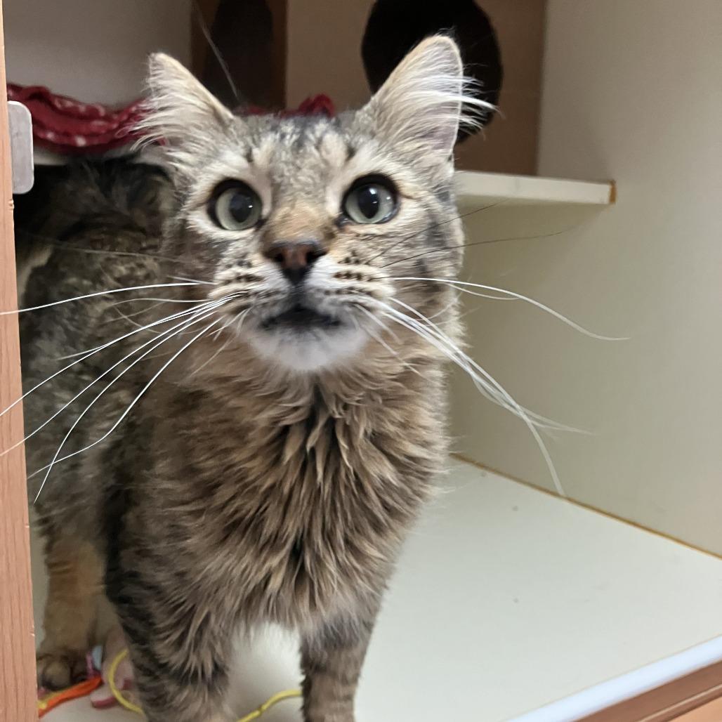 Enlarge Pluto, a Adoptable Domestic Long Hair in Idaho Falls, ID image 4/6