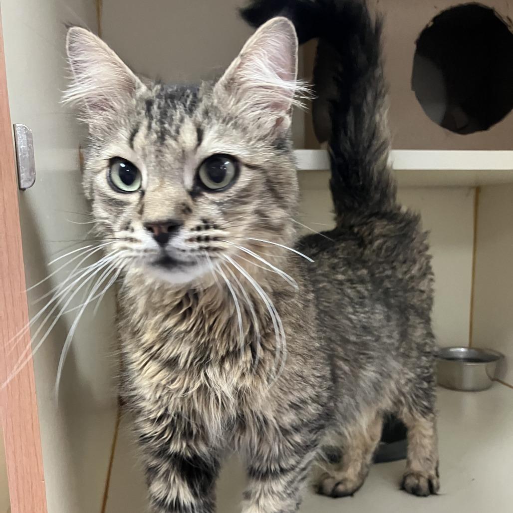 Enlarge Pluto, a Adoptable Domestic Long Hair in Idaho Falls, ID image 5/6