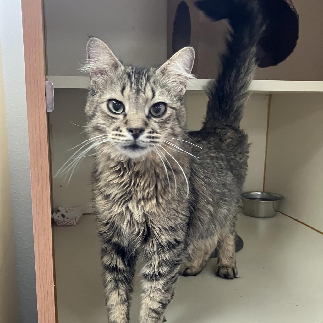 Enlarge Pluto, a Adoptable Domestic Long Hair in Idaho Falls, ID image 6/6