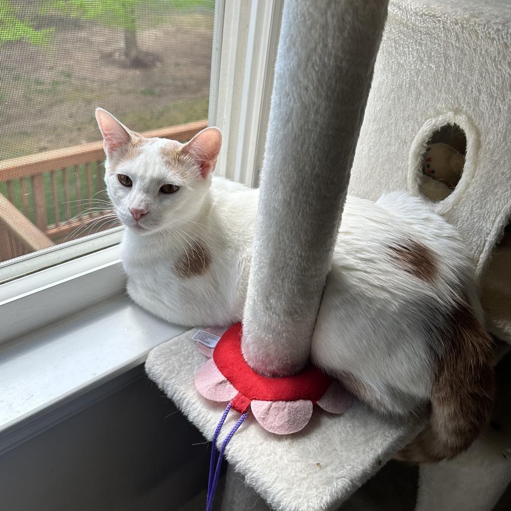 Enlarge Sumo, a Adoptable Domestic Short Hair in Baltimore, MD image 4/5