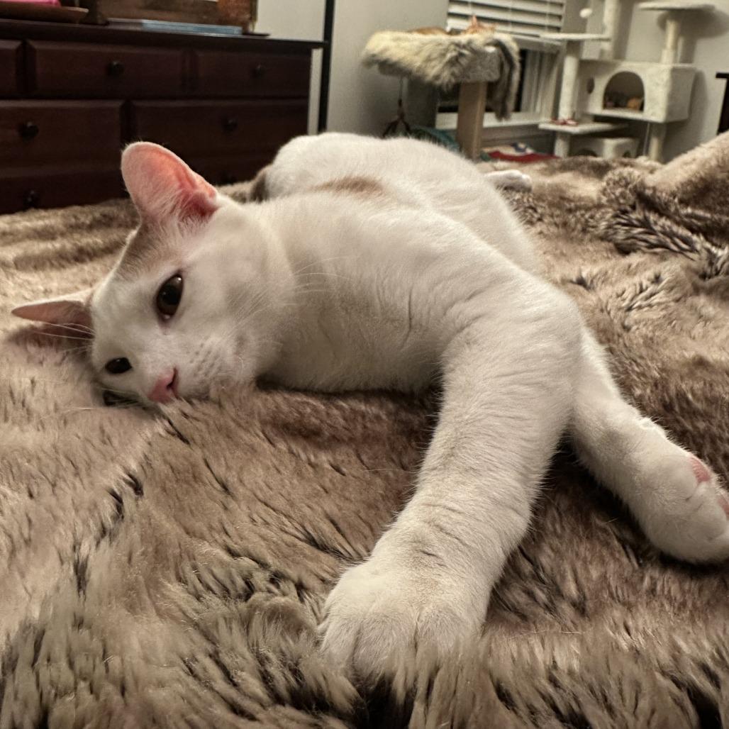 Enlarge Sumo, a Adoptable Domestic Short Hair in Baltimore, MD image 5/5