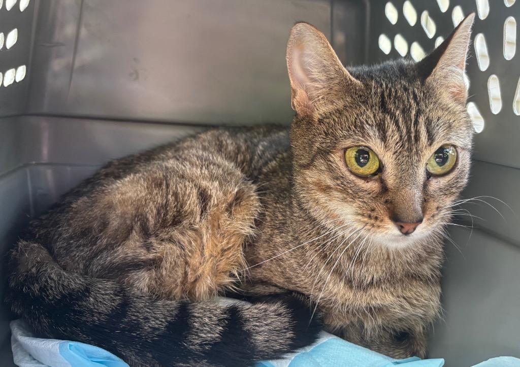 Quincy, Adoptable, Young Female Domestic Short Hair.