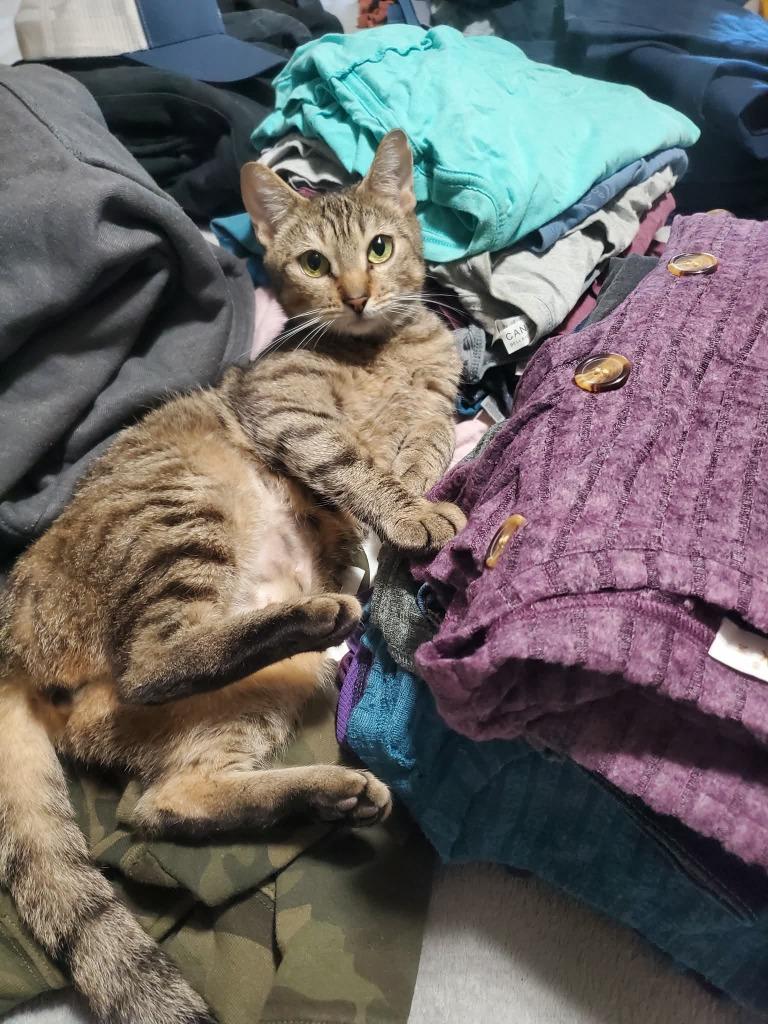 Enlarge Quincy, a Adoptable Domestic Short Hair in Gorham, ME image 2/4