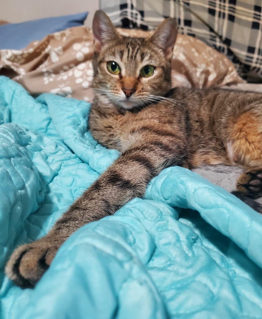 Enlarge Quincy, a Adoptable Domestic Short Hair in Gorham, ME image 3/4