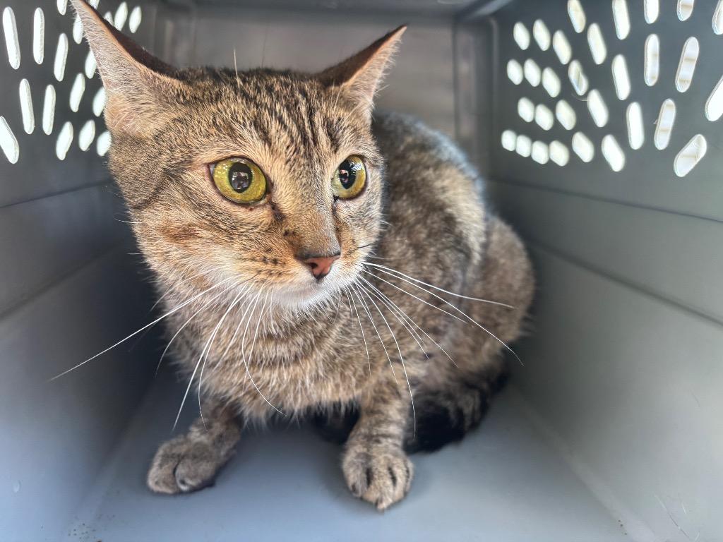 Enlarge Quincy, a Adoptable Domestic Short Hair in Gorham, ME image 4/4
