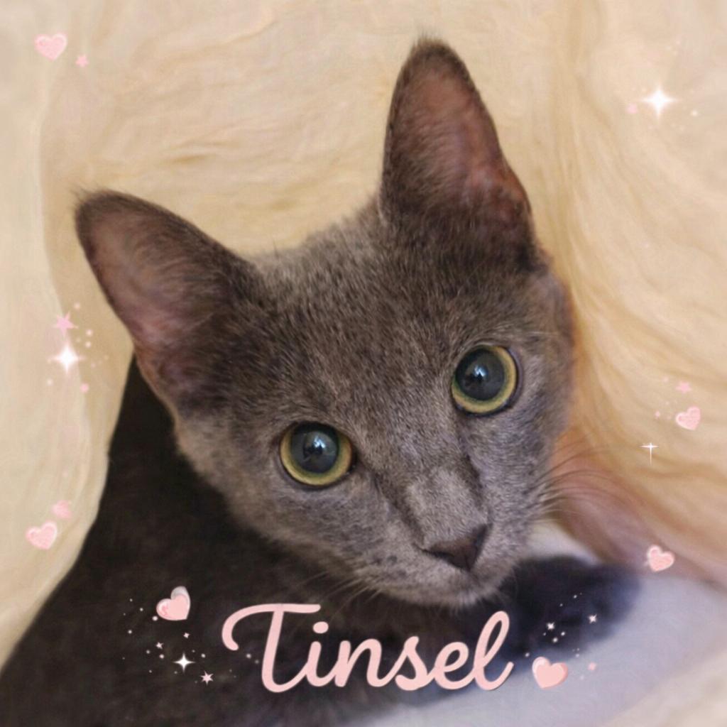 Enlarge Tinsel, a Adoptable Domestic Short Hair in Myrtle Beach, SC image 2/2