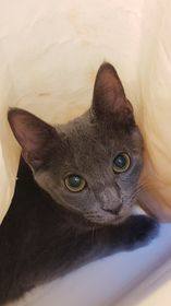 Enlarge Tinsel, a Adoptable Domestic Short Hair in Myrtle Beach, SC image 1/1