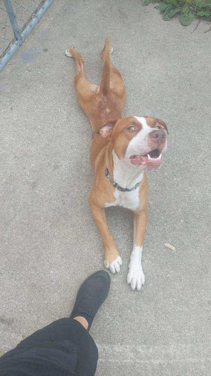 Enlarge Chief, a Adoptable mixed breed in Monroe, MI image 1/1