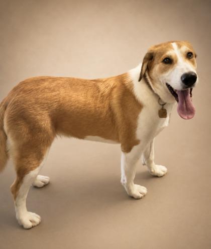 Nova ~ Sponsored!!, Adoptable, Young Female English Shepherd & Mixed Breed.
