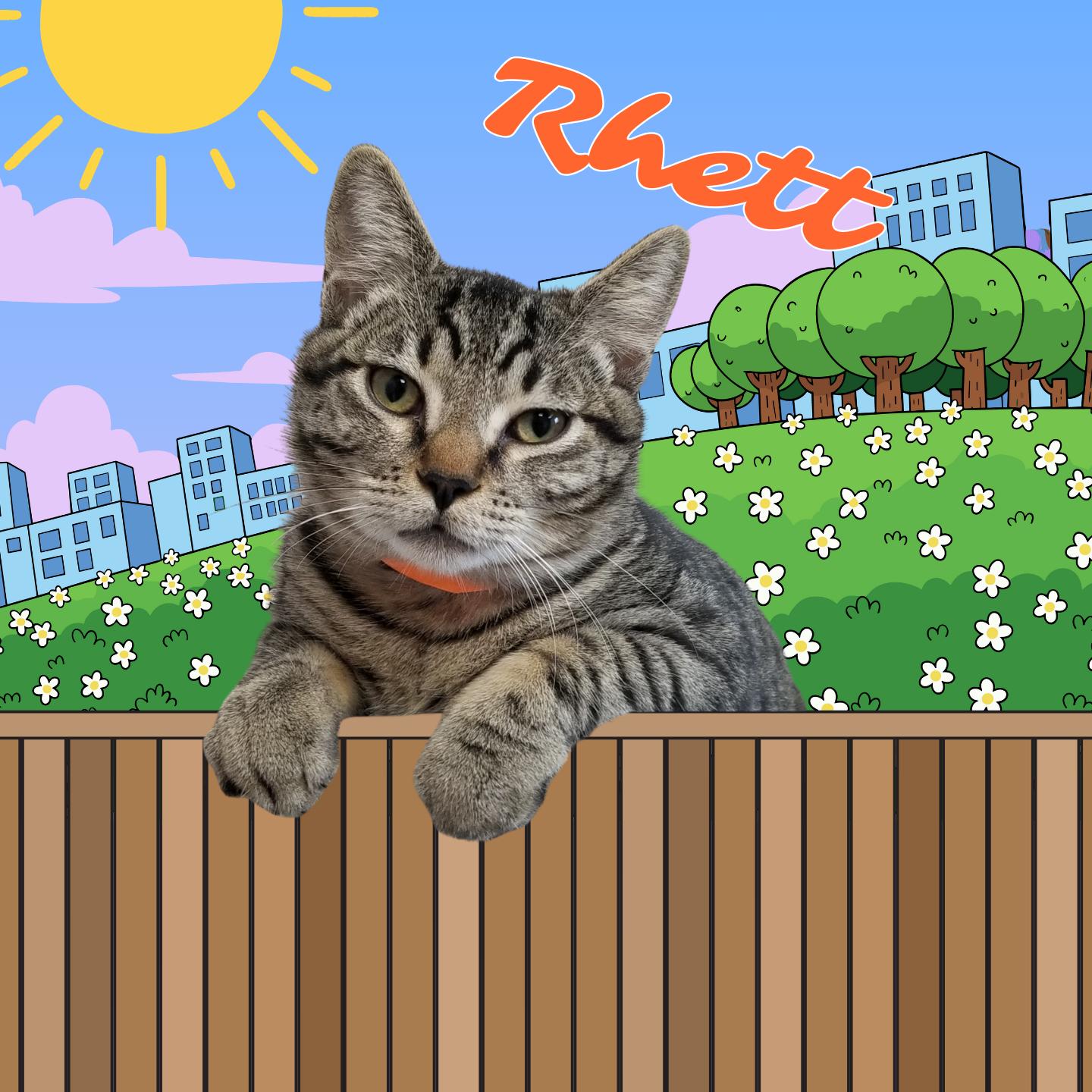 Enlarge Rhett, an adoptable Domestic Short Hair in Aransas Pass, TX image 1/2