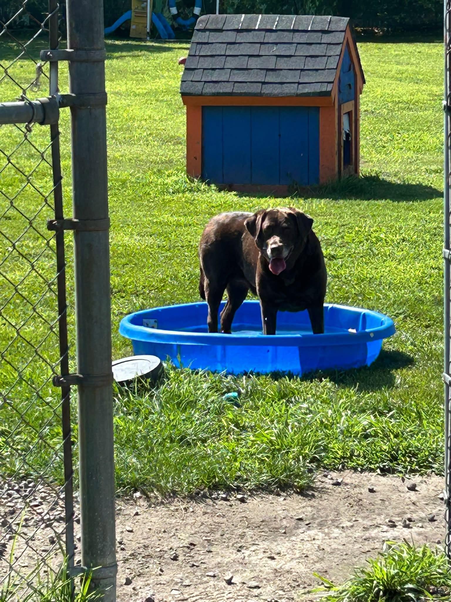 Echo, ADOPTABLE, Adult Female Labrador Retriever.