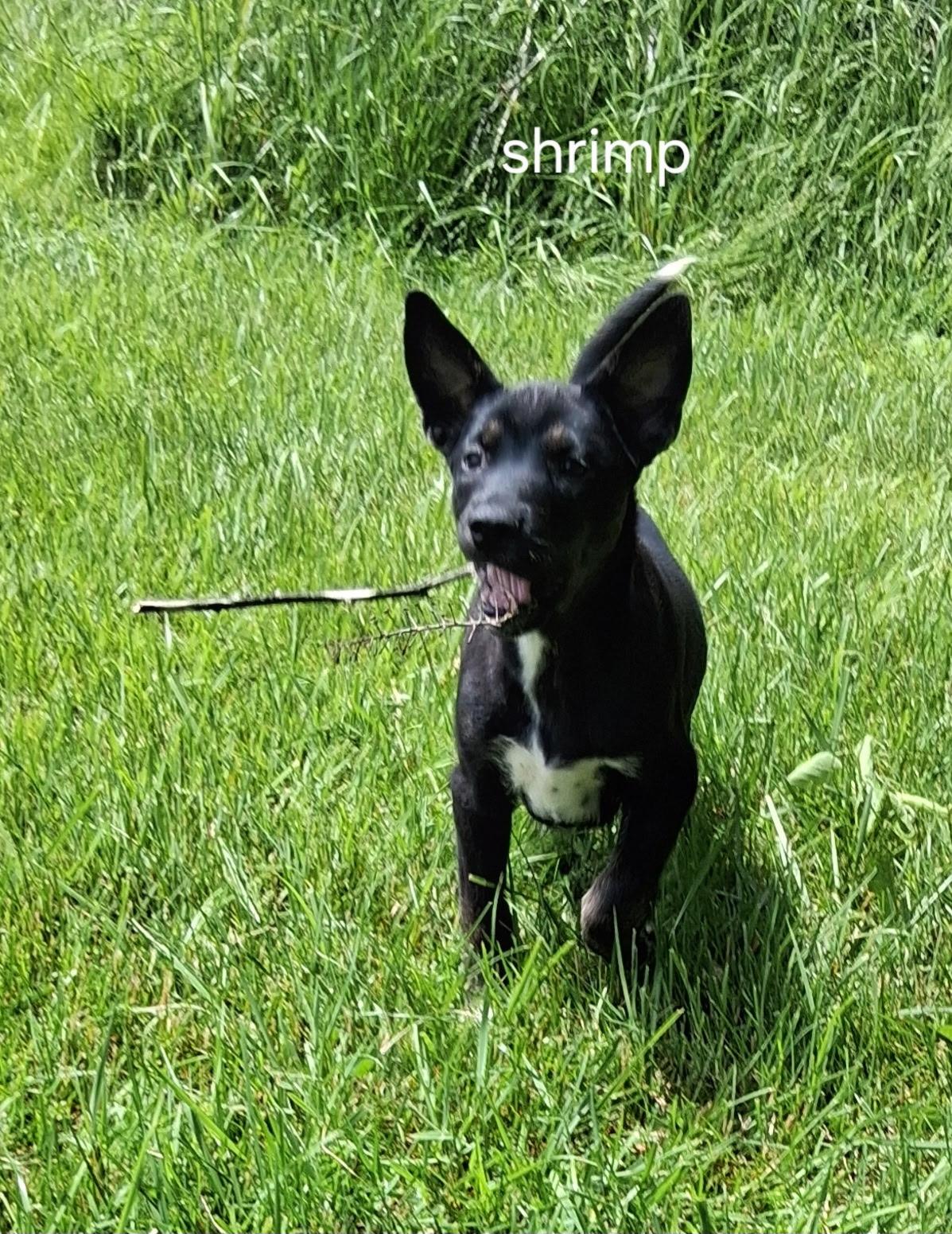 Shrimpy, Adoptable, Puppy Female Pit Bull Terrier & Husky.
