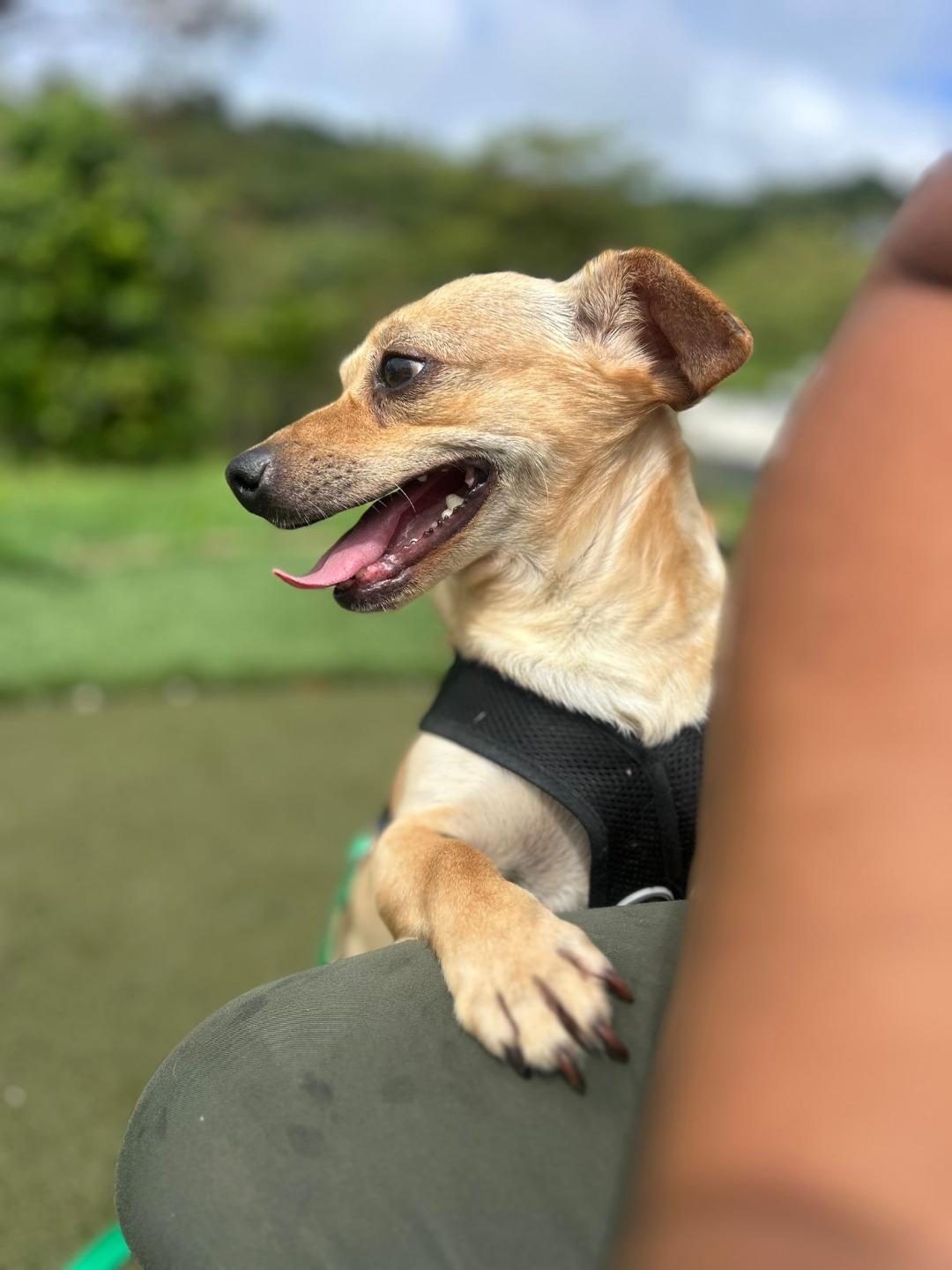 Enlarge Fabian, an adopted mixed breed in Albion, NY image 4/4