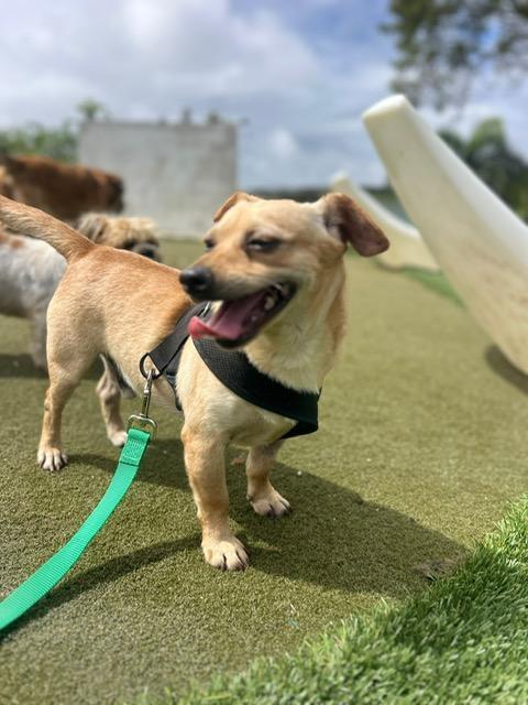 Enlarge Fabian, an adopted mixed breed in Albion, NY image 2/4