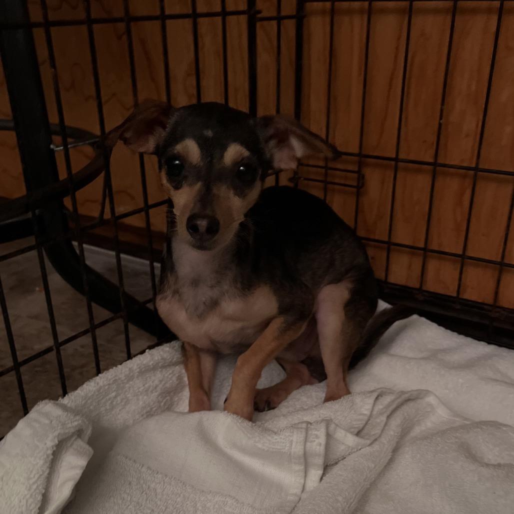 Enlarge Wallace, a Adoptable Chihuahua in Katy, TX image 1/3