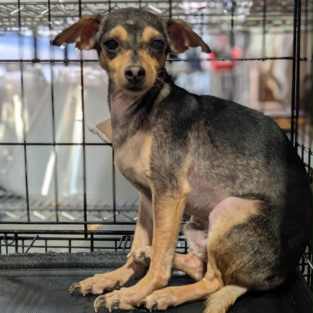 Enlarge Wallace, a Adoptable Chihuahua in Katy, TX image 2/3