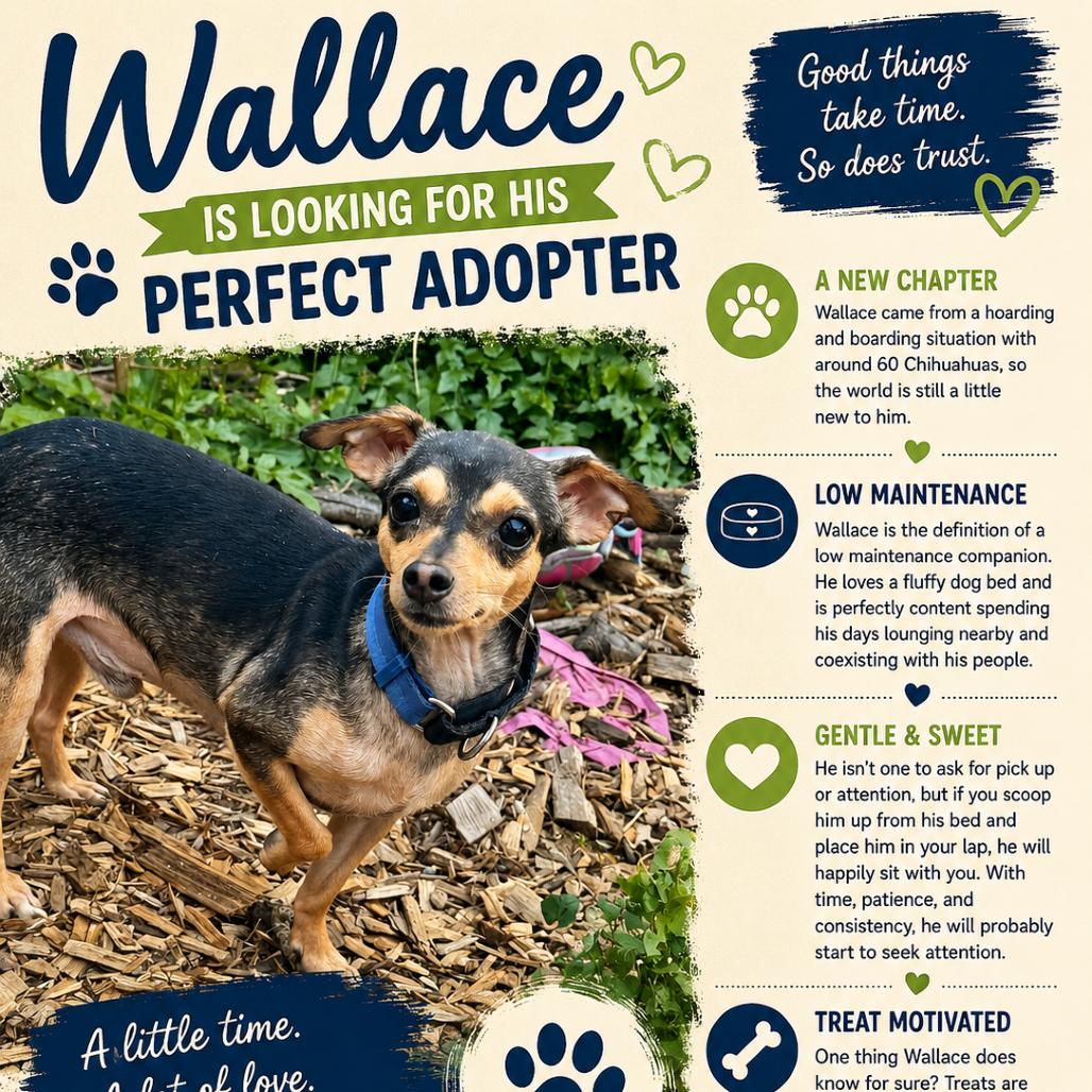 Wallace, a Adoptable Chihuahua in Katy, TX image 3/4