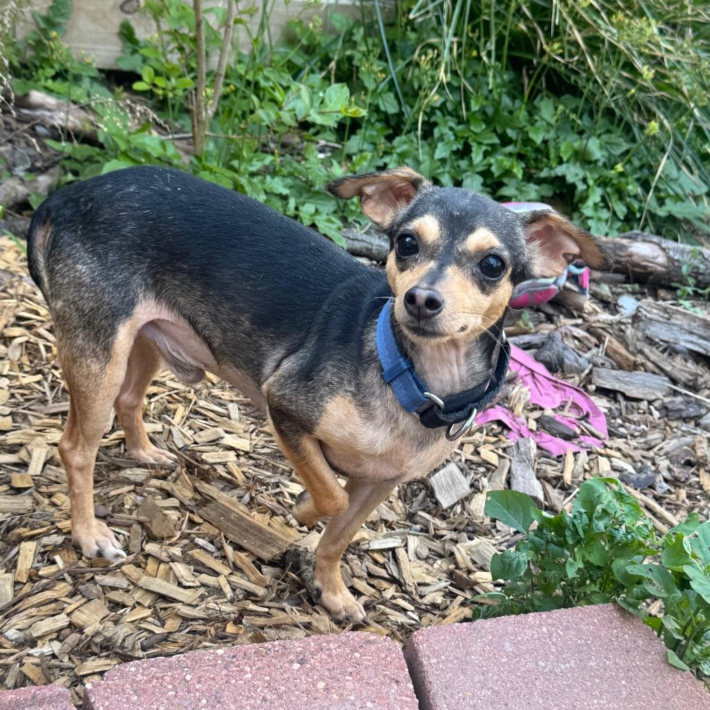 Enlarge Wallace, a Adoptable Chihuahua in Katy, TX image 3/3