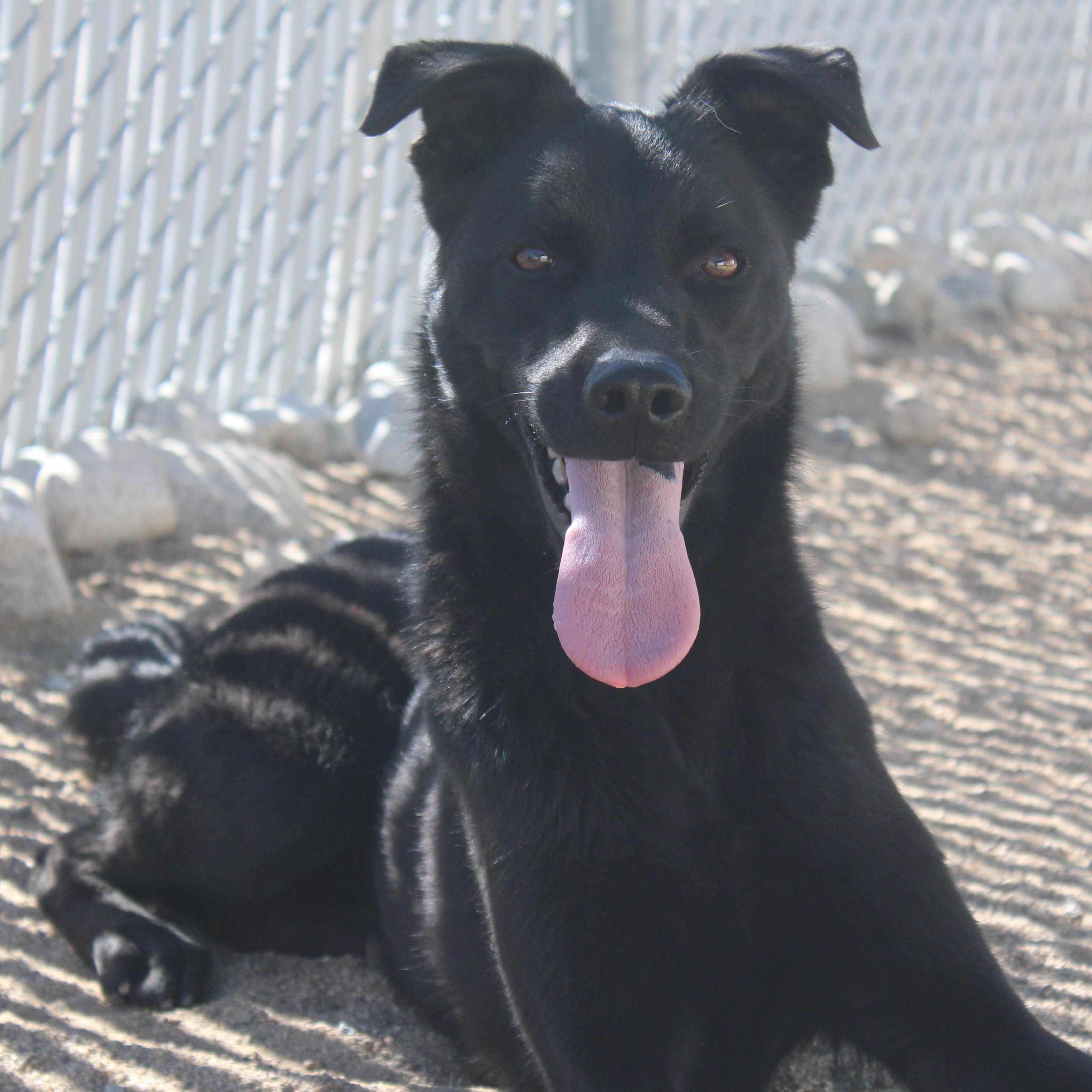 Zimm, Adoptable, Young Male Labrador Retriever.