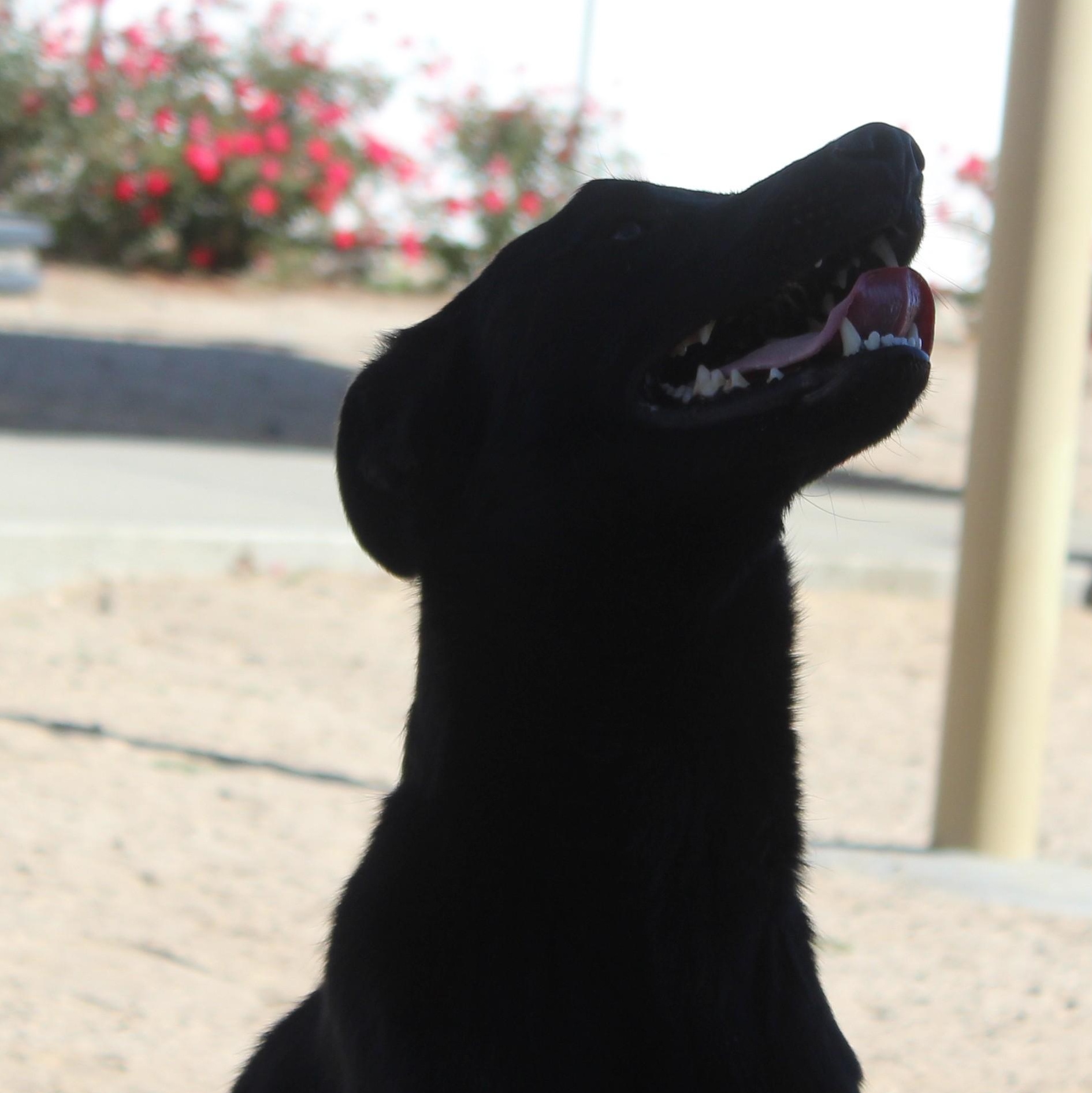 Zimm, Adoptable, Young Male Labrador Retriever.