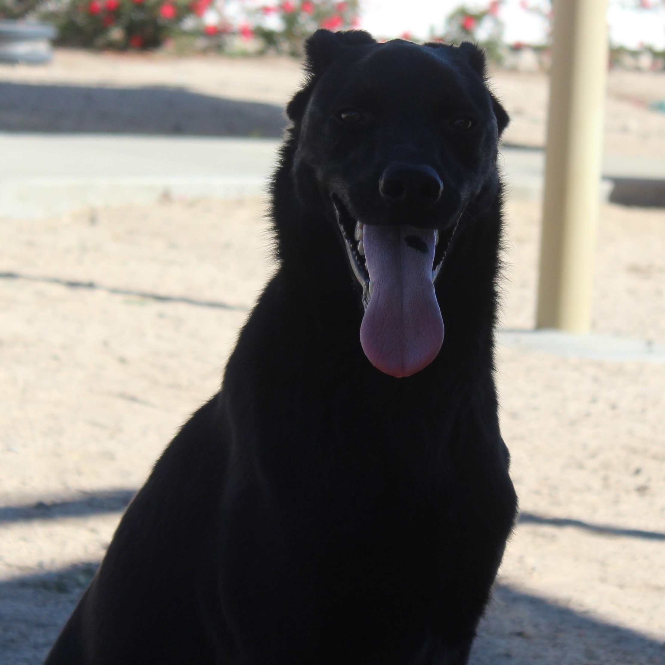 Enlarge Zimm, a Adoptable Labrador Retriever in Yucca Valley, CA image 2/2