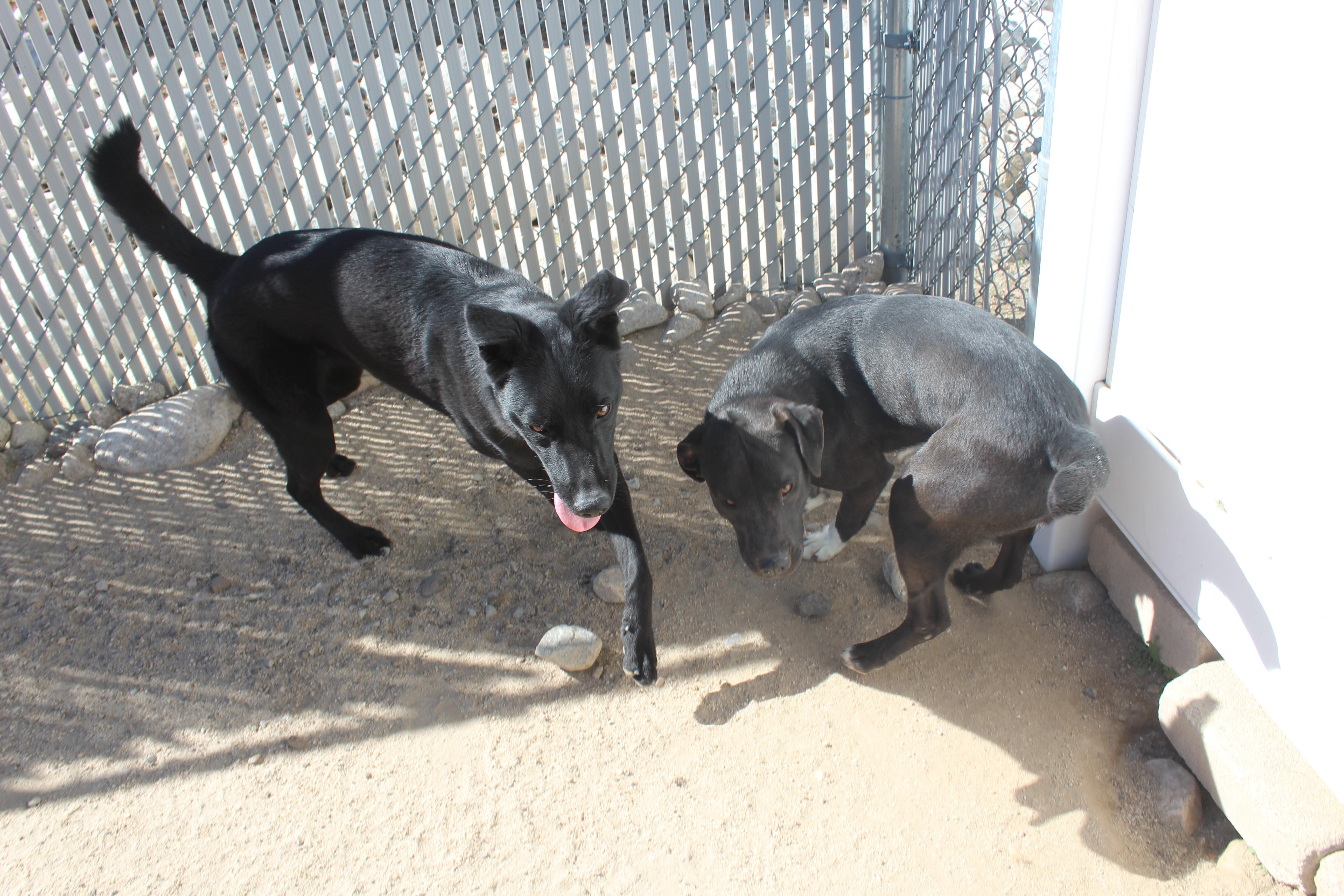 Zimm, a Adoptable Labrador Retriever in Yucca Valley, CA image 3/3
