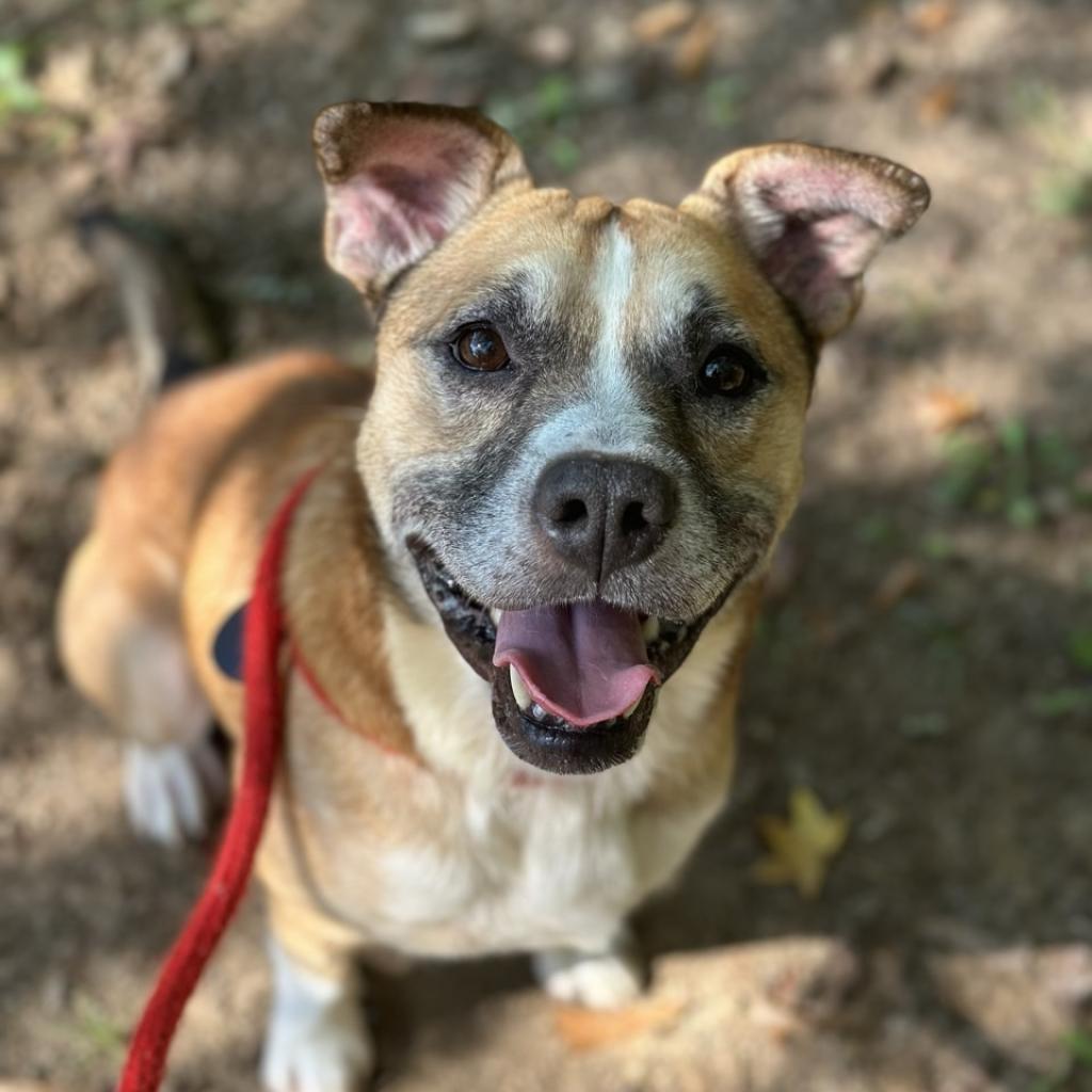 Enlarge Bernard, a Adoptable mixed breed in Chattanooga, TN image 1/6