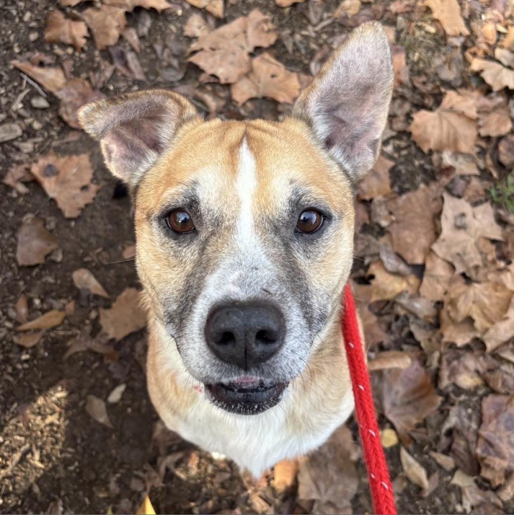 Enlarge Bernard, a Adoptable mixed breed in Chattanooga, TN image 2/6