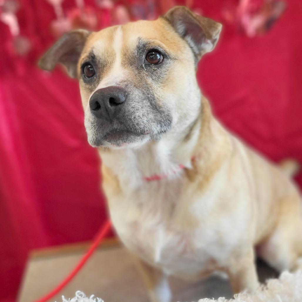 Enlarge Bernard, a Adoptable mixed breed in Chattanooga, TN image 3/6