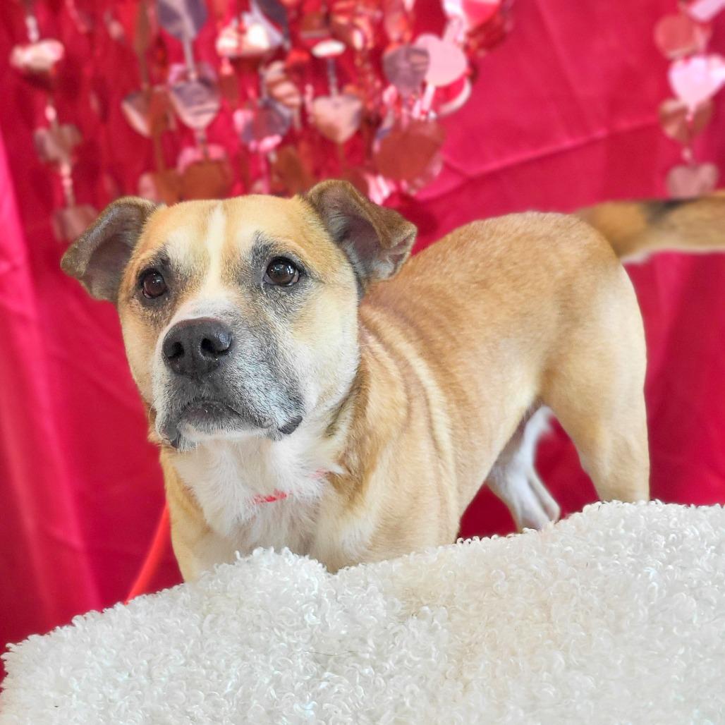 Enlarge Bernard, a Adoptable mixed breed in Chattanooga, TN image 4/6