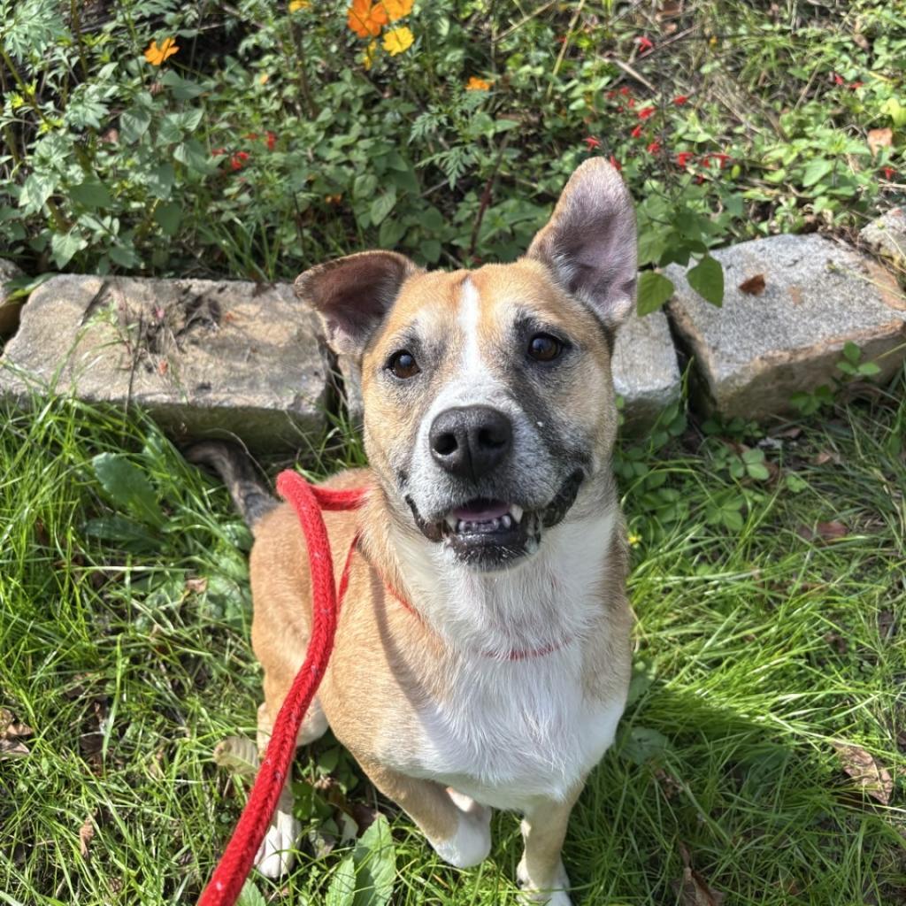 Enlarge Bernard, a Adoptable mixed breed in Chattanooga, TN image 6/6