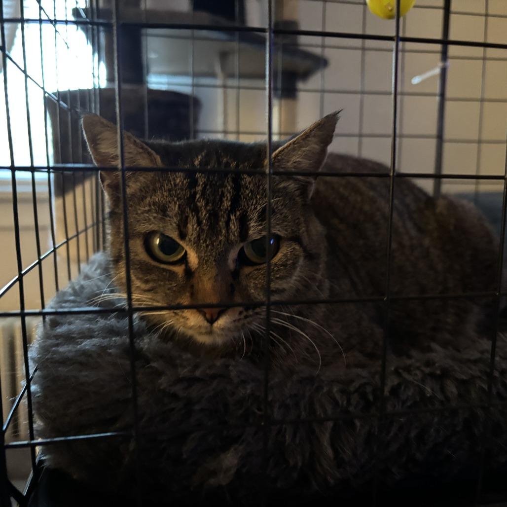 Dorothy, Adoptable, Kitten Female British Shorthair.